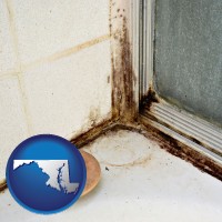 maryland map icon and black mold growing in a shower stall