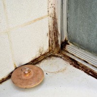 black mold growing in a shower stall
