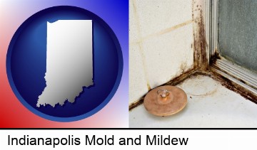 black mold growing in a shower stall in Indianapolis, IN